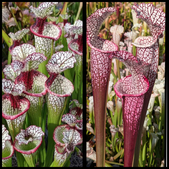 Sarracenia ‘Lunchbox’ x leucophylla ‘Dionne’ seeds