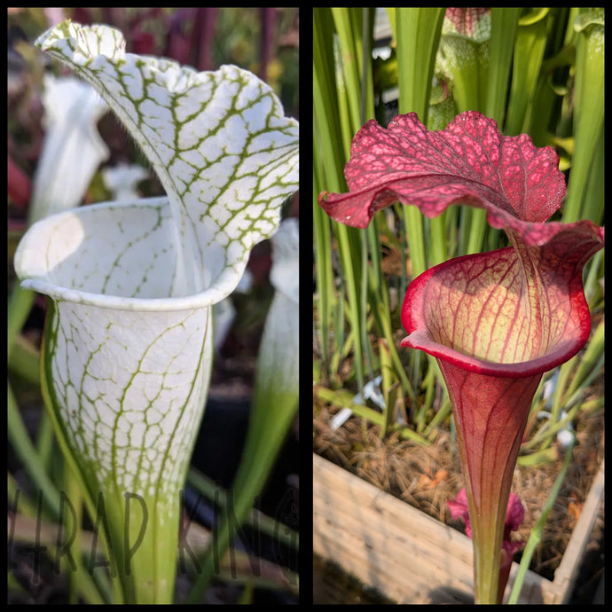 Sarracenia leucophylla 'Hurricane Creek White' clone F x 'Saxapahaw' seeds