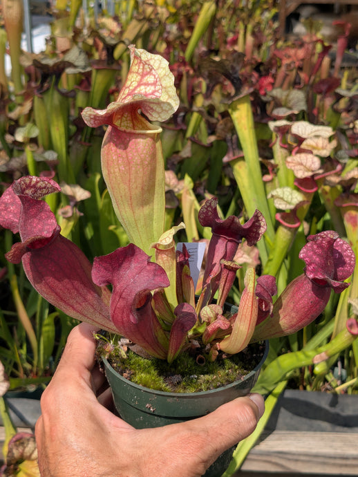 SKU119 (“leucophylla OP x Lunchbox”) x rosea