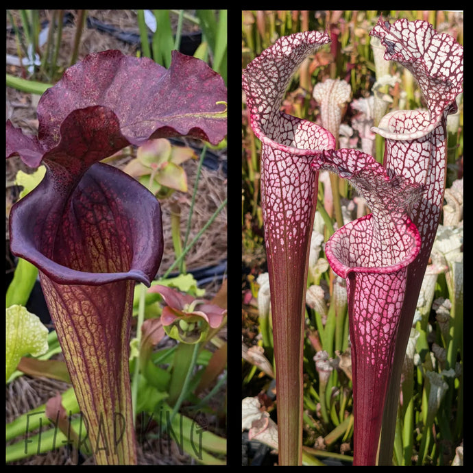 Sarracenia 'Saurus' x leucophylla 'Dionne' seeds