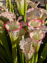 Load image into Gallery viewer, Sarracenia "Bento" pitcher plant