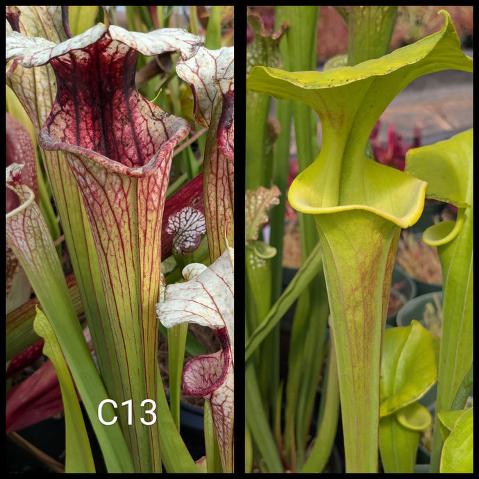 Sarracenia [(leucophylla 'Purple Lips' x flava var ornata) x 'Adrian Slack'] x flava 'Pastel' seeds