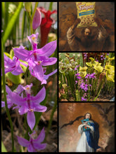 Load image into Gallery viewer, Calopogon tuberosus - Black Friday special offer!