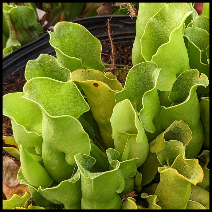 Sarracenia purpurea ssp purpurea “albino” x self seeds