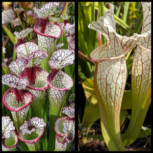 Sarracenia ‘Lunchbox’ x "Lightning Thief" seeds