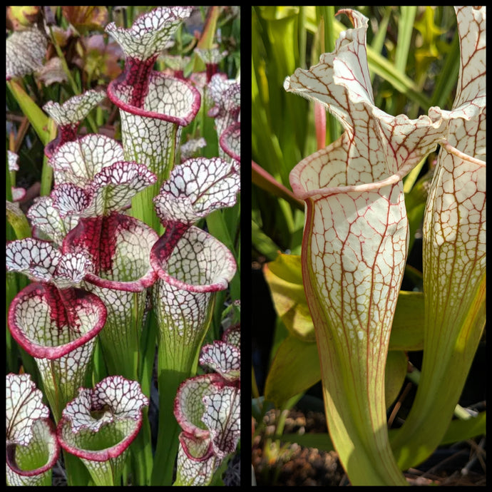Sarracenia ‘Lunchbox’ x 