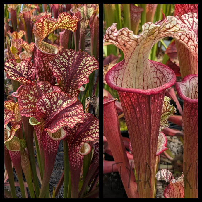 Sarracenia ‘Dragon Queen’ x ('Lunchbox' x 