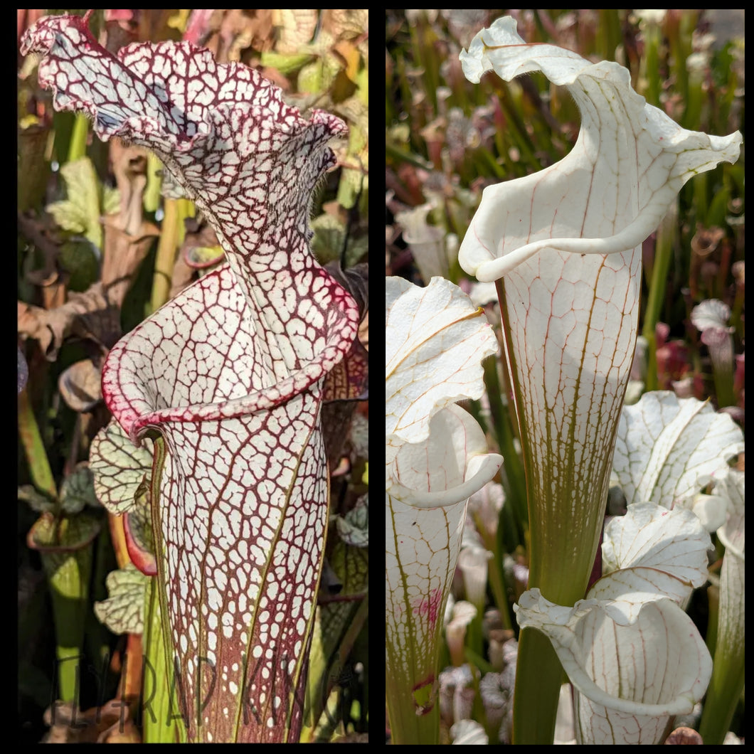 Sarracenia 'Wilkerson's Red Rocket' x 
