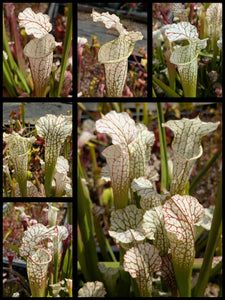 Sarracenia “Hawaiian Ice Sibling” x leucophylla var. alba “Solid White Washington” pitcher plant seedlings