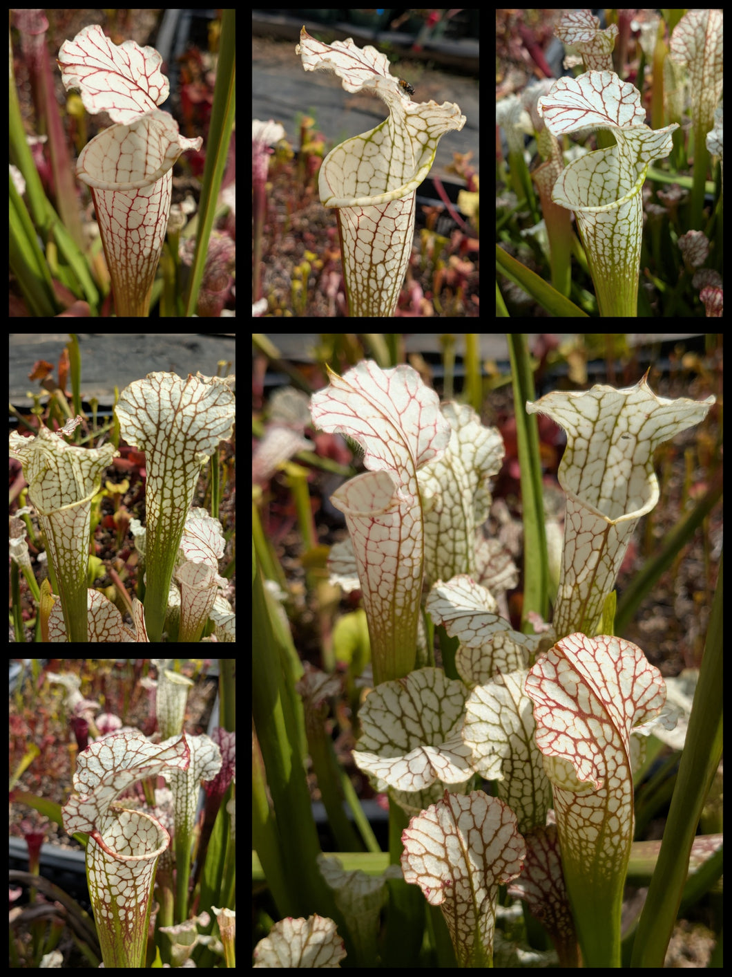 Sarracenia “Hawaiian Ice Sibling” x leucophylla var. alba “Solid White Washington” pitcher plant seedlings