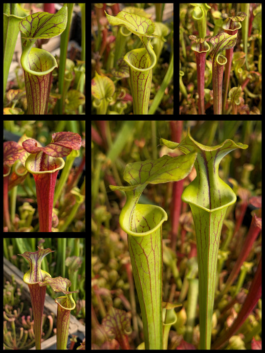 Sarracenia 'Waccamaw' x flava 