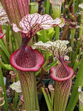 Load image into Gallery viewer, Sarracenia (Purple Lips x flava var ornata) x 'Adrian Slack' pitcher plant