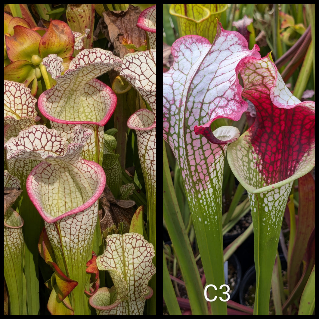 Sarracenia 