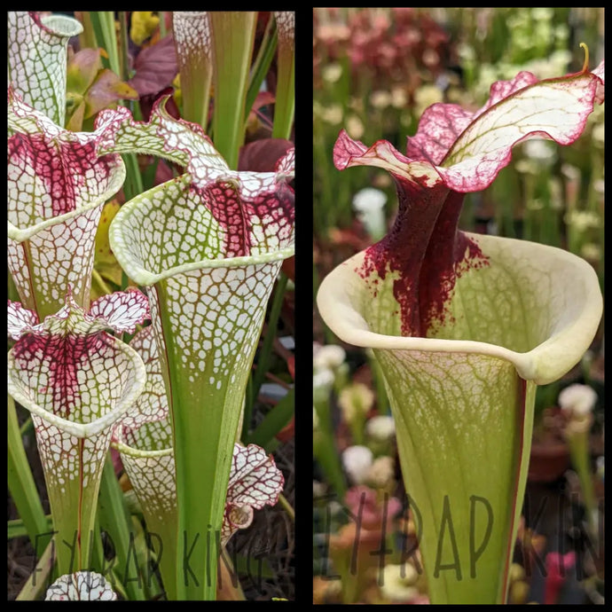 Sarracenia (leucophylla 
