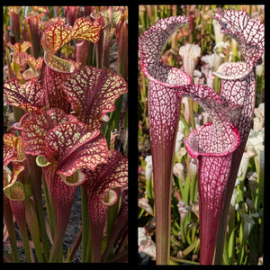 Sarracenia 'Dragon Queen' x leucophylla 'Dionne' seeds