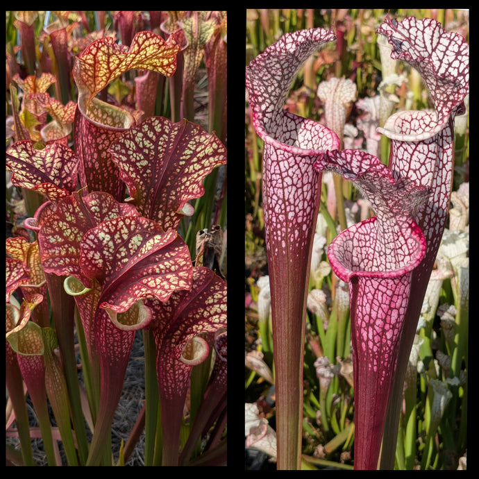 Sarracenia 'Dragon Queen' x leucophylla 'Dionne' seeds