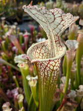 Load image into Gallery viewer, Wholesale Sarracenia hybrid supermix 20 count