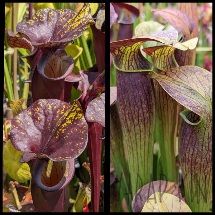 Sarracenia flava 
