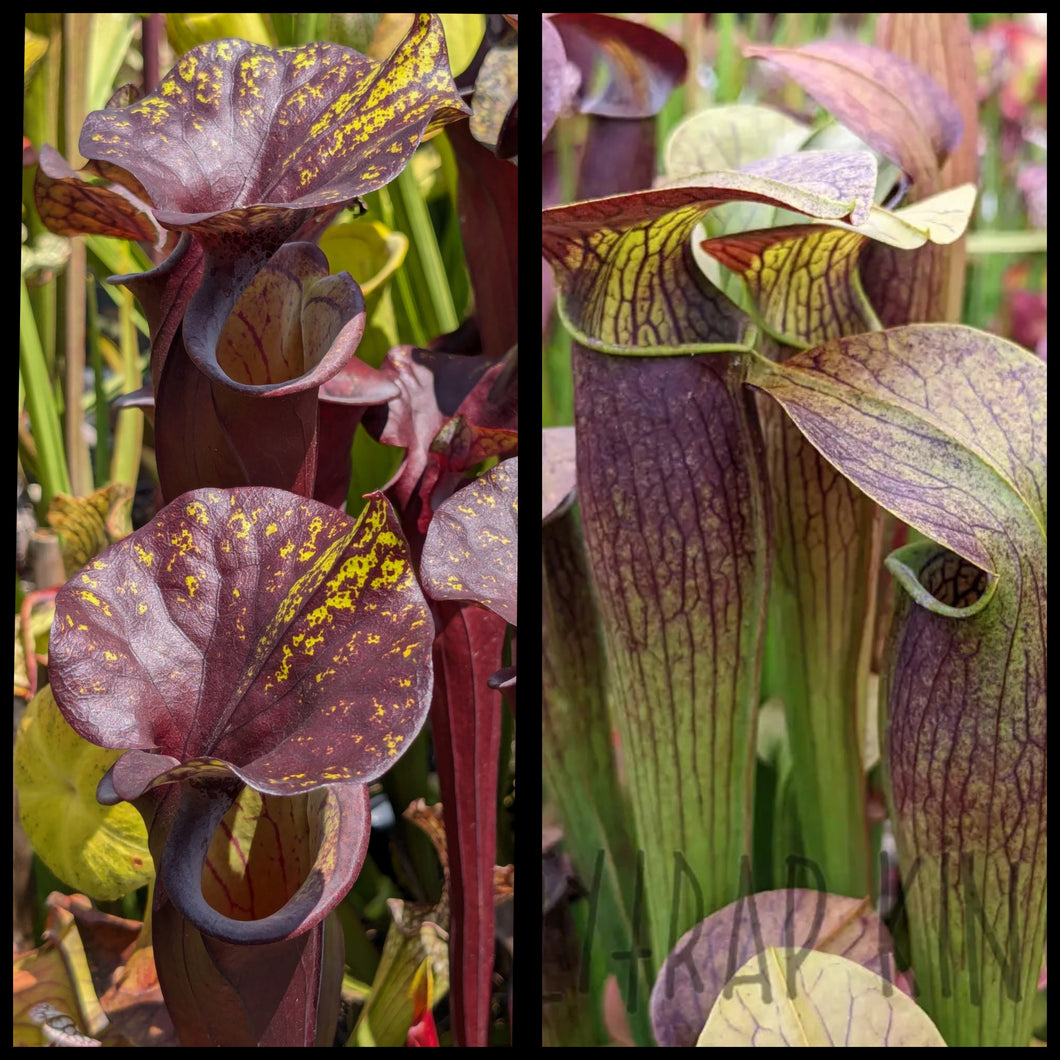 Sarracenia flava 