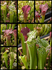Sarracenia 'Lunchbox' x ('Dragon Queen' x "Hawaiian Ice Sibling") pitcher plant seedlings