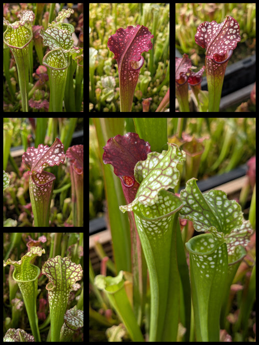 Sarracenia 'Lunchbox' x ('Dragon Queen' x 