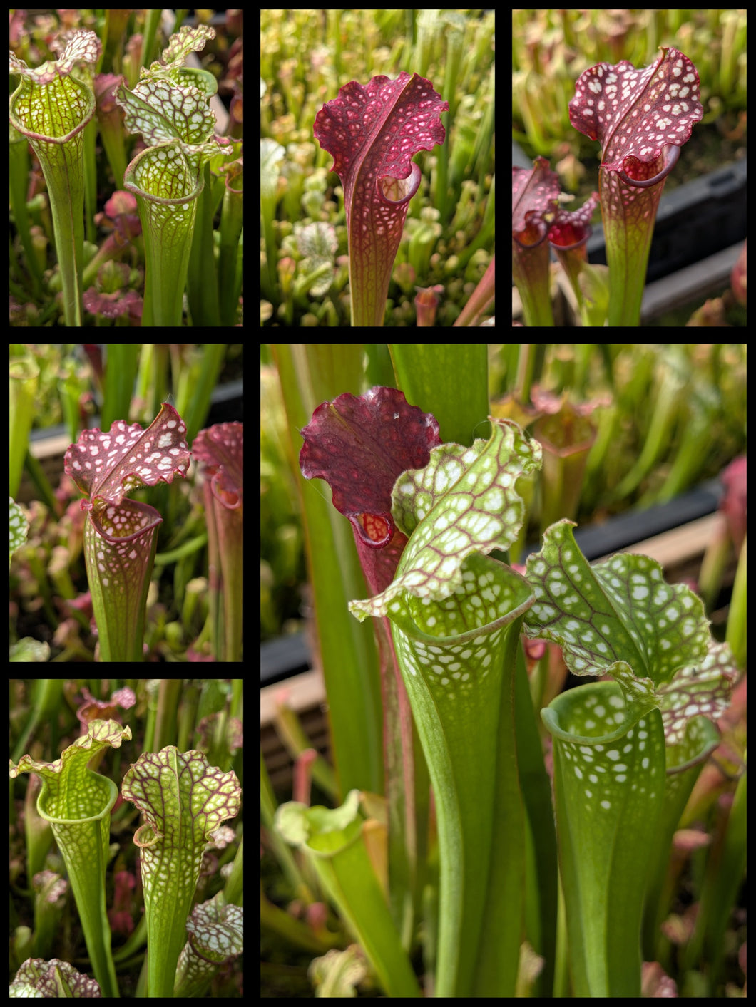 Sarracenia 'Lunchbox' x ('Dragon Queen' x 