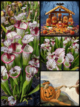 Load image into Gallery viewer, Black Friday Sarracenia &#39;Lunchbox&#39; ... 50% off!