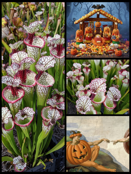 Black Friday Sarracenia 'Lunchbox' ... 50% off!