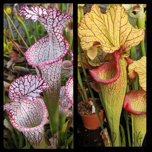 Sarracenia leucophylla "Liberty" x 'Yellow Hornet' seeds
