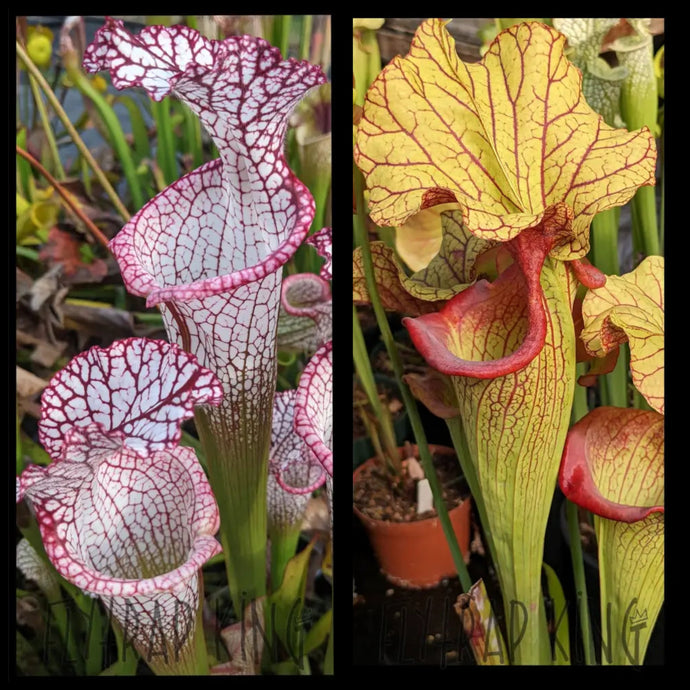 Sarracenia leucophylla 