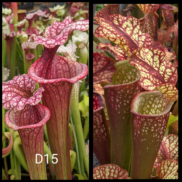 Sarracenia [(leucophylla 'Purple Lips' x flava var. ornata) x 'Adrian Slack'] x 'Dragon Queen' seeds