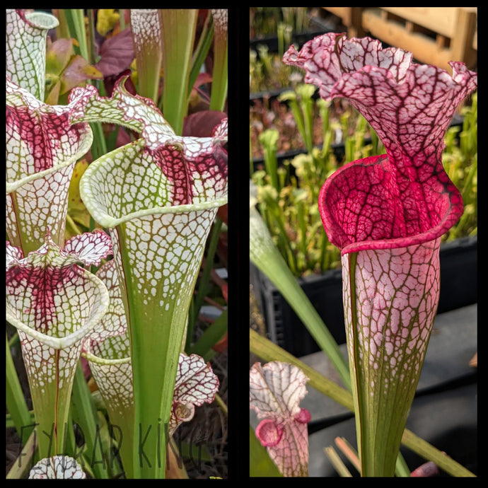 Sarracenia (leucophylla 