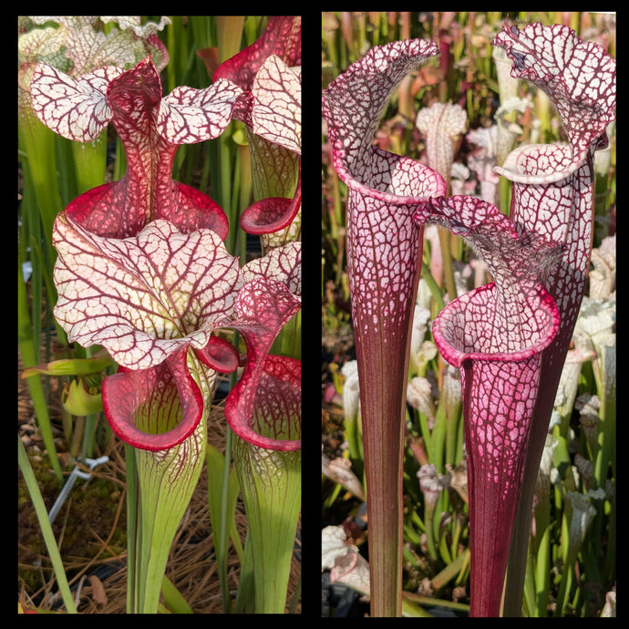Sarracenia 'Caitrin Claire' x leucophylla 'Dionne' seeds