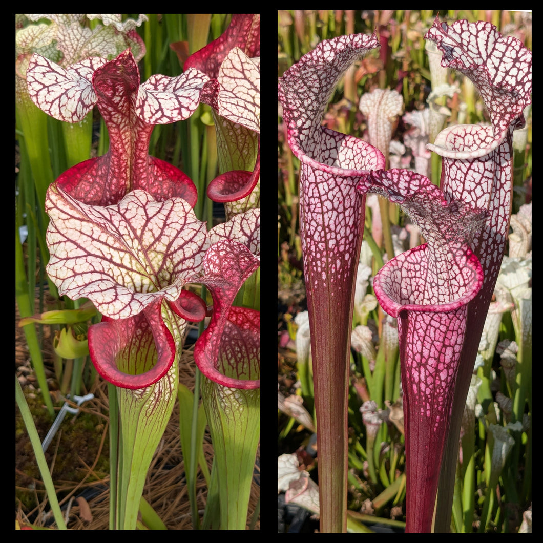 Sarracenia 'Caitrin Claire' x leucophylla 'Dionne' seeds