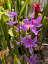 Load image into Gallery viewer, Calopogon tuberosus - Black Friday special offer!