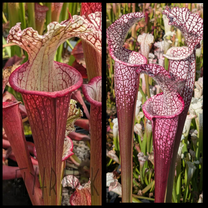 Sarracenia ('Lunchbox' x 