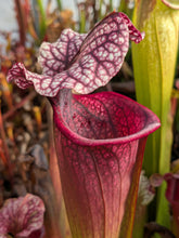 Load image into Gallery viewer, Wholesale Sarracenia hybrid supermix 20 count