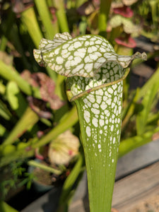SKU112 "Prometheus” x leucophylla 'Hurricane Creek White' clone F