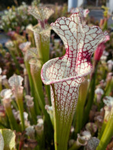 Load image into Gallery viewer, Wholesale Sarracenia hybrid supermix 20 count