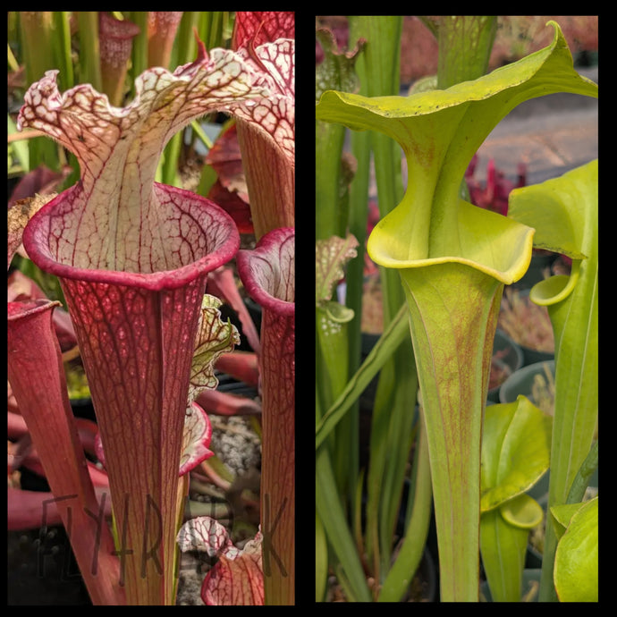 Sarracenia ('Lunchbox' x 