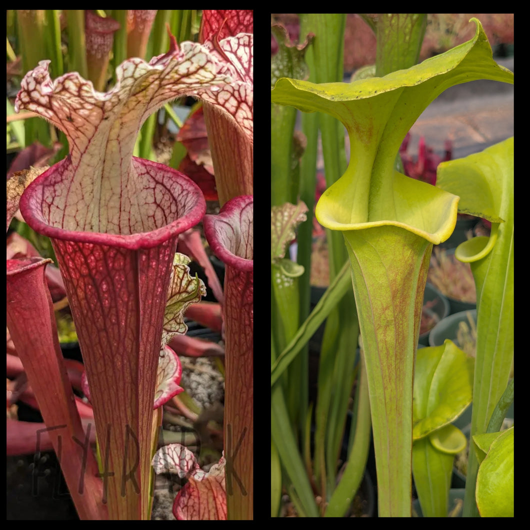 Sarracenia ('Lunchbox' x 