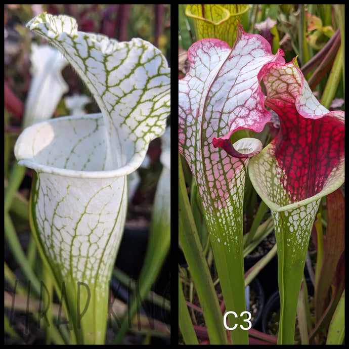 Sarracenia leucophylla 'Hurricane Creek White' clone F x (