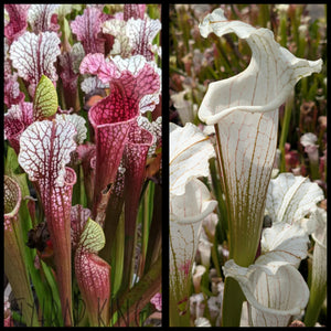 Sarracenia "Hawaiian Ice" x "Candy Ghost" seeds