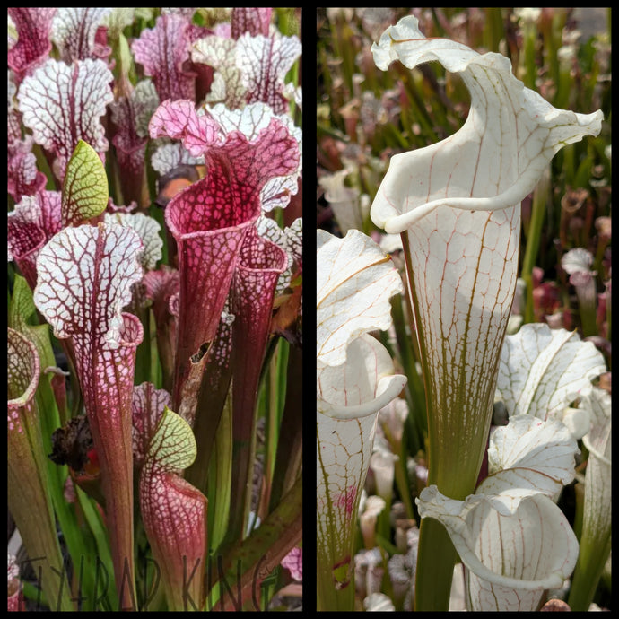 Sarracenia 