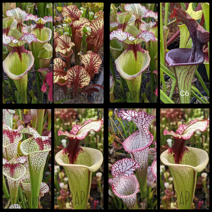 Seed mix #37.  Leah and Legacy. Approximately 175 seeds!