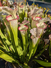Load image into Gallery viewer, Sarracenia "Bento" pitcher plant