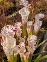 Load image into Gallery viewer, Sarracenia leucophylla "Liberty" x leucophylla "Purple Lips" pitcher plant