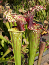 Load image into Gallery viewer, SKU105 “Hawaiian Ice” x (‘Lunchbox’ x “Johnny Wilkerson”)