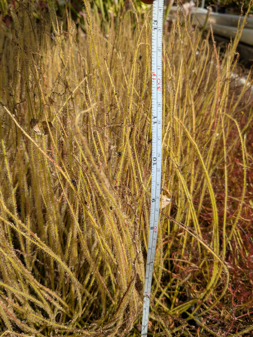 Wholesale Drosera filiformis 