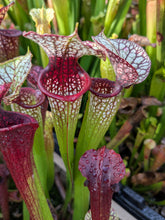 Load image into Gallery viewer, Wholesale Sarracenia hybrid supermix 20 count
